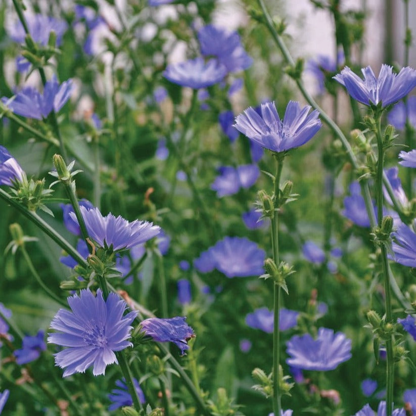 Chicory by MIgardener