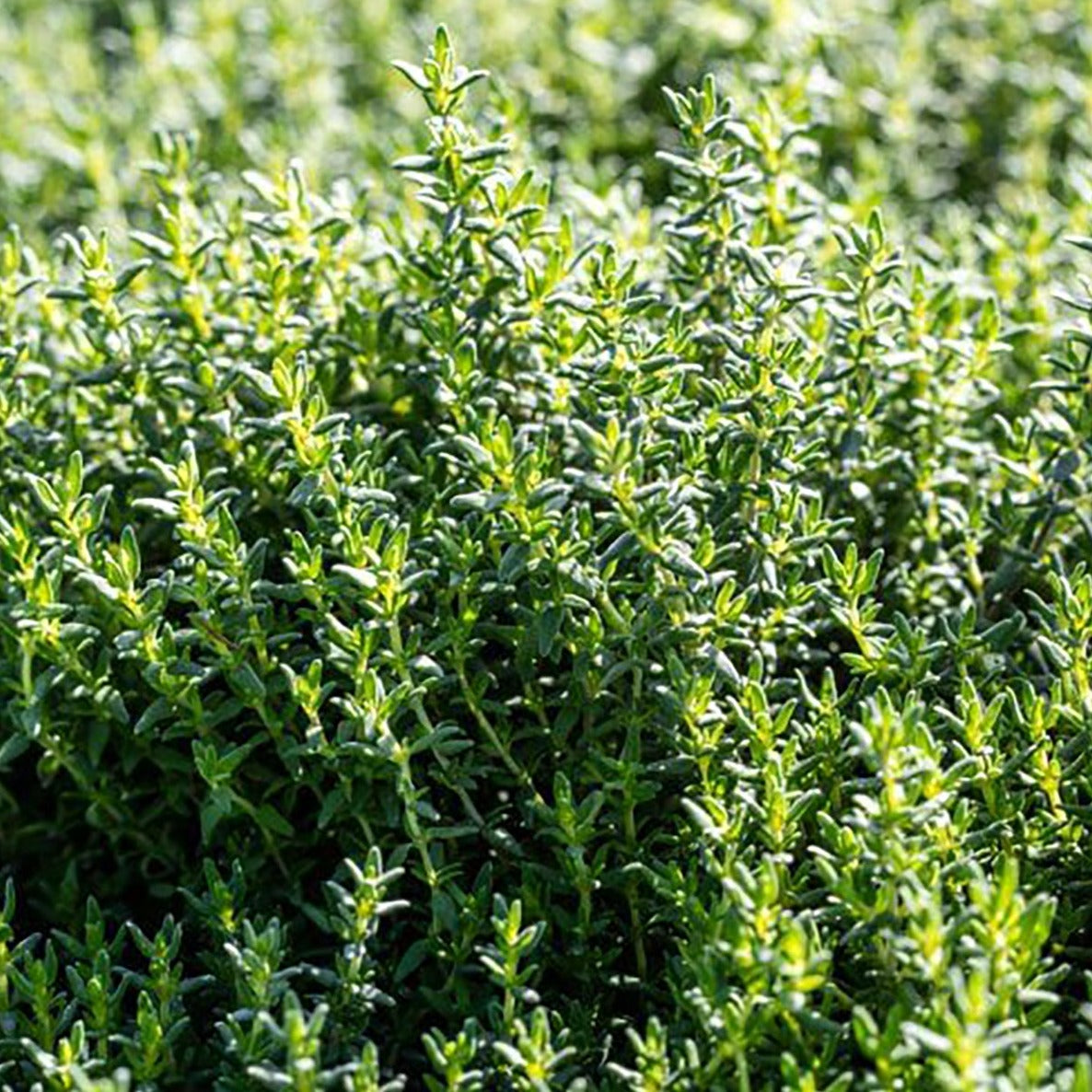 French Thyme by MIgardener