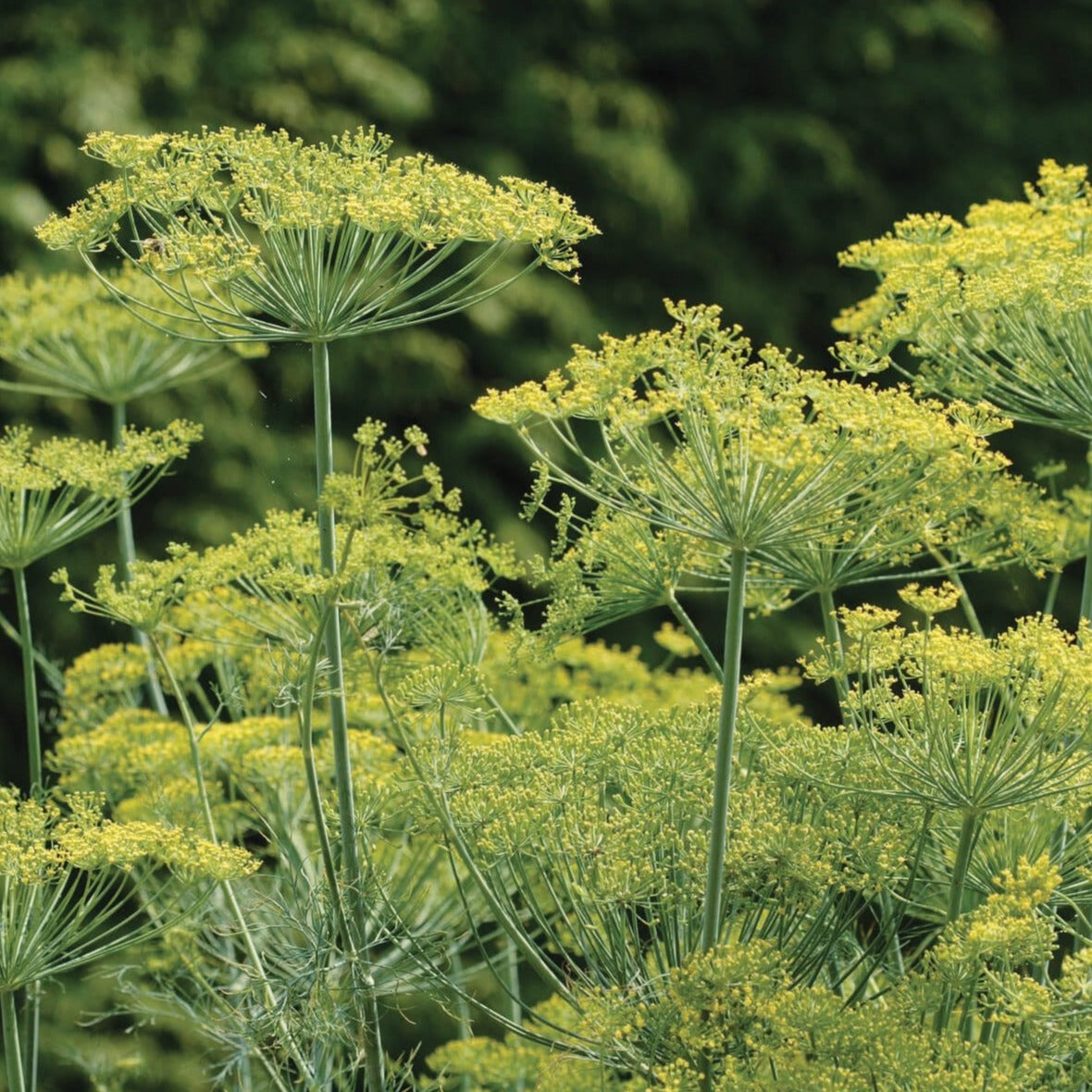 Bouquet Dill by MIgardener