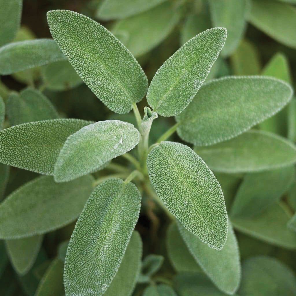 Broad Leaved Sage by MIgardener