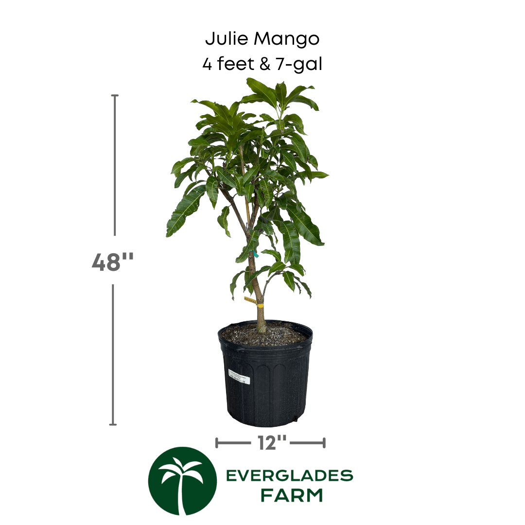 Julie Mango tree Dwarf Grafted, Fruit Trees from Everglades Farm