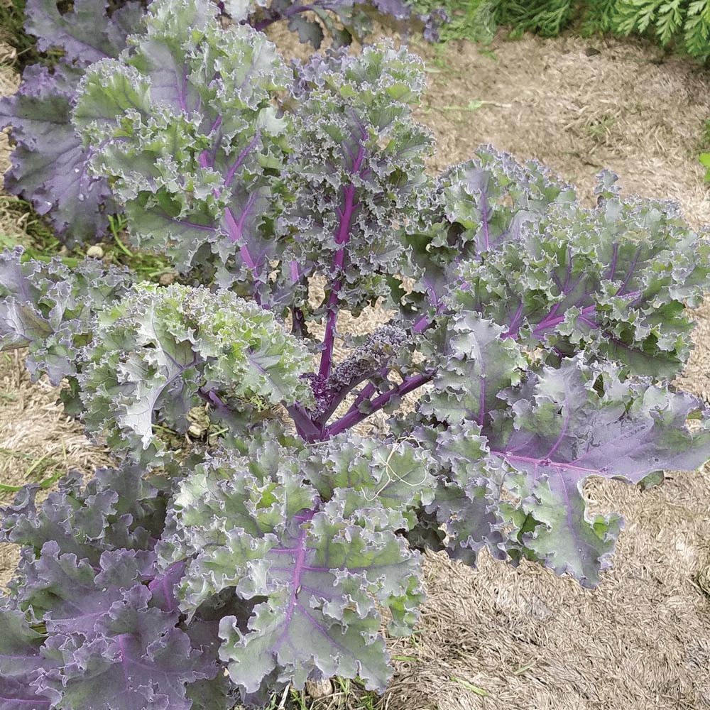 Red Russian Kale by MIgardener