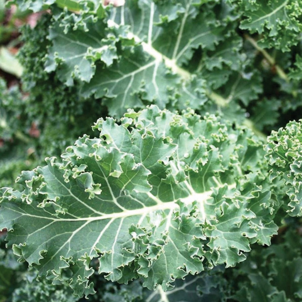 Blue Curled Scotch Kale by MIgardener