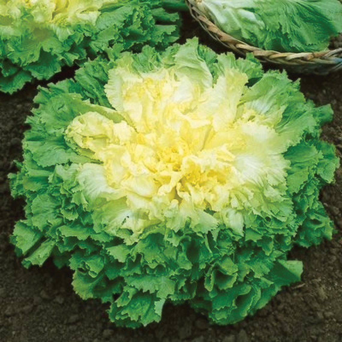Broad Leaf Batavian Endive by MIgardener