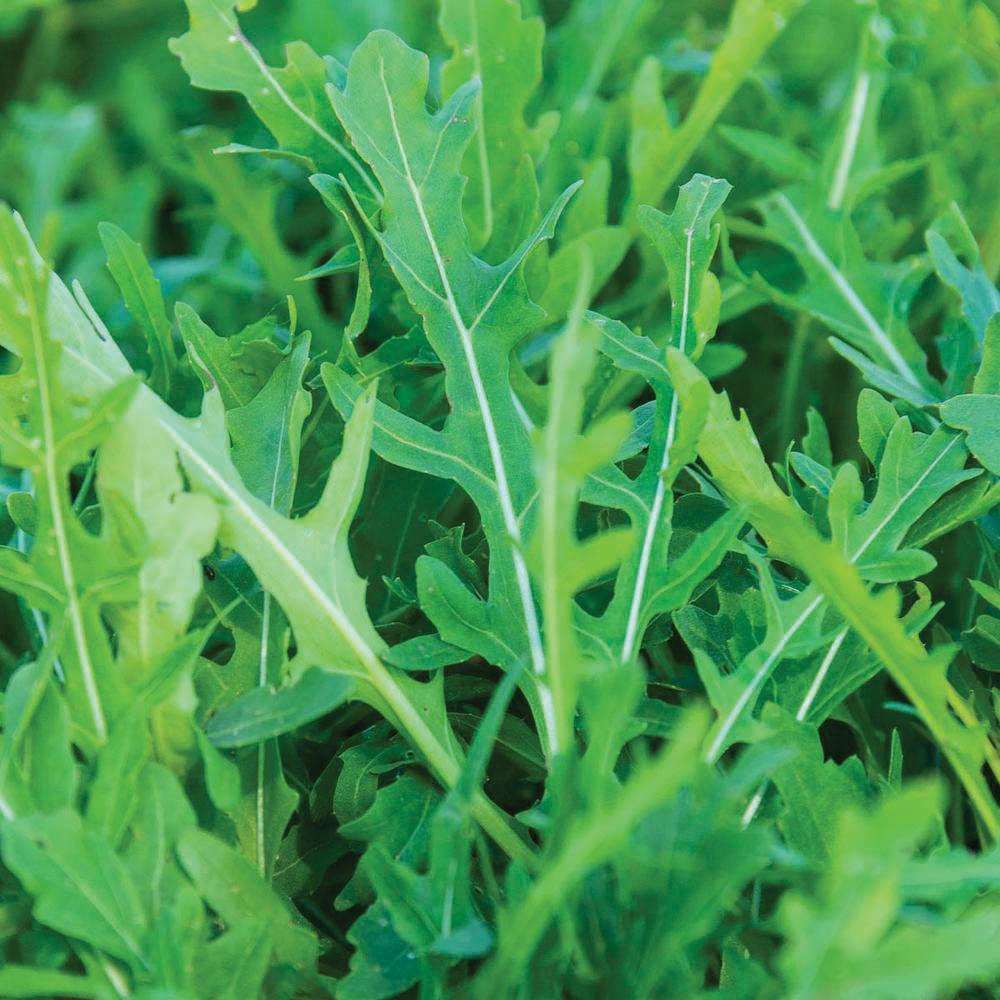 Arugula Slow Bolt by MIgardener