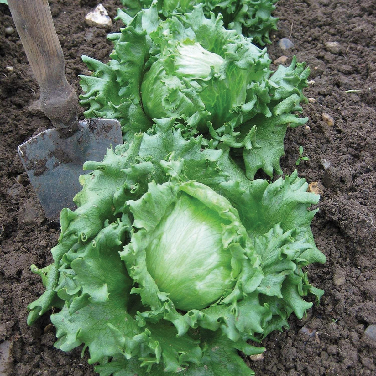 Hanson Improved Crisphead Lettuce by MIgardener
