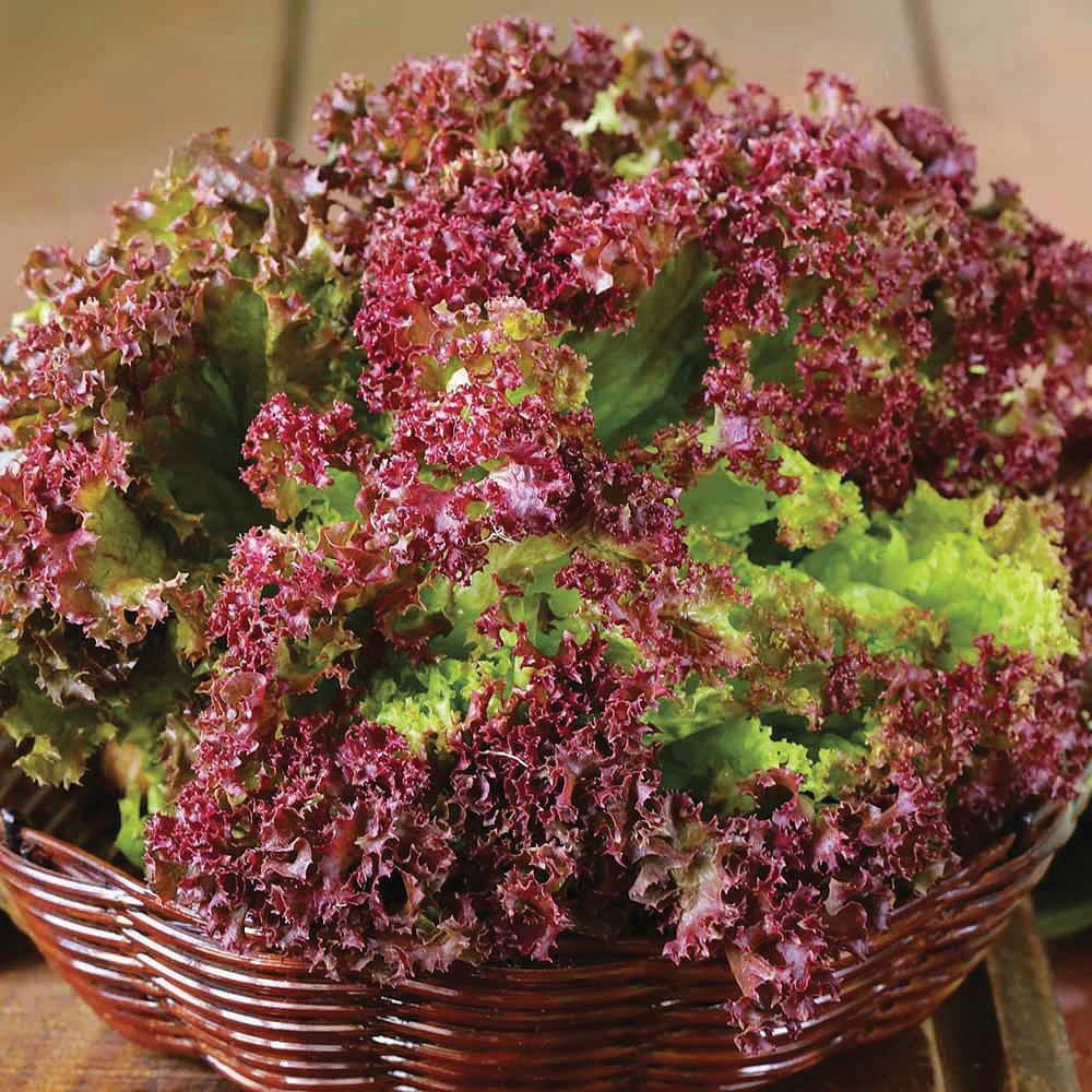 Lolla Rossa Leaf Lettuce by MIgardener