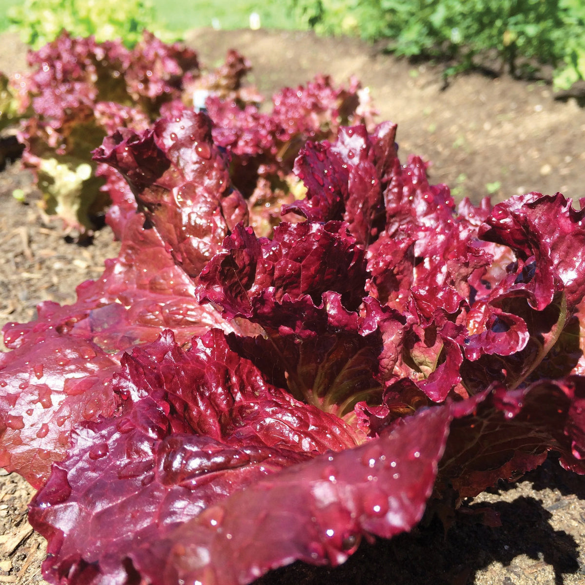 Ruby Red Leaf Lettuce by MIgardener