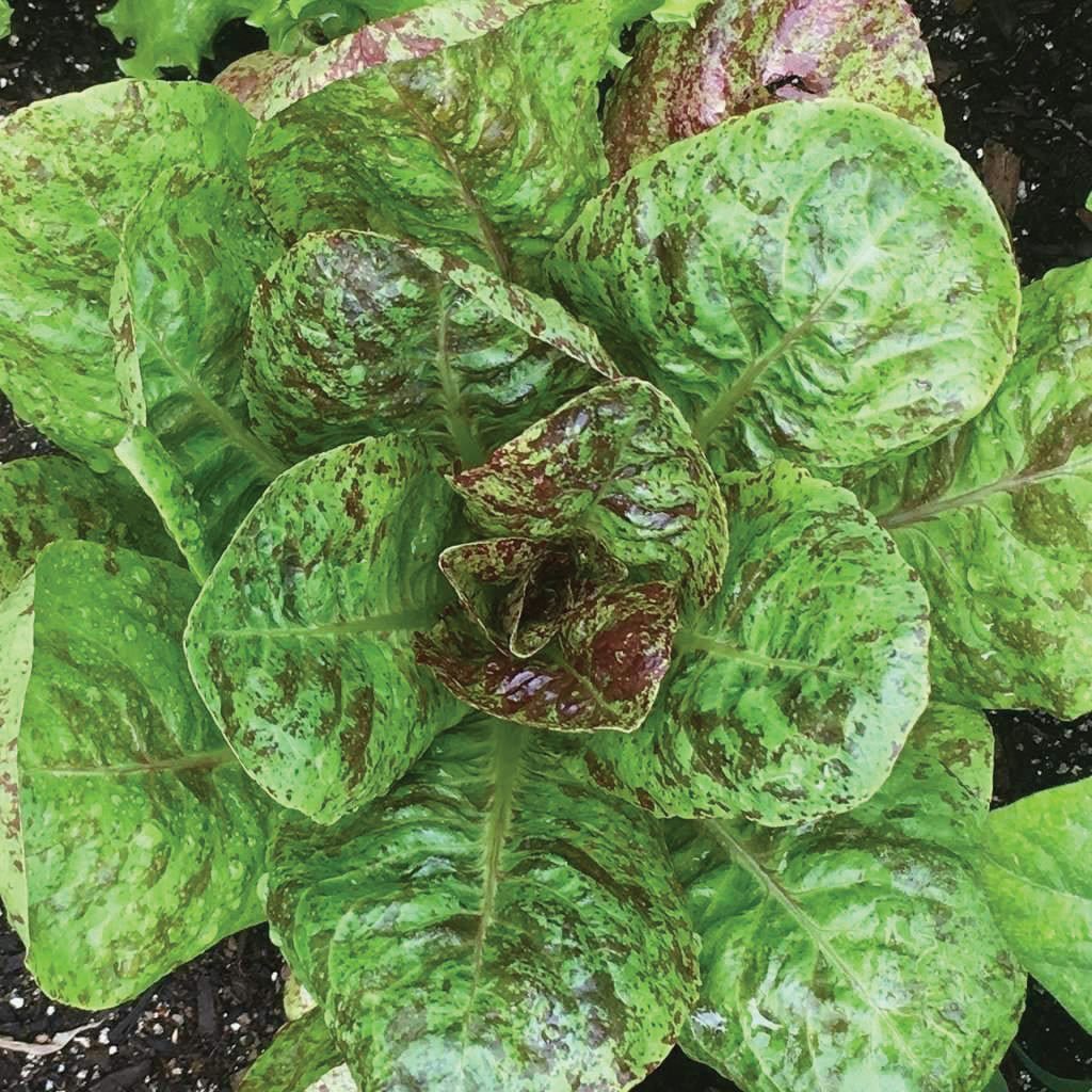 Freckles Romaine Lettuce by MIgardener