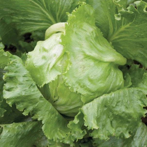 Iceberg Lettuce by MIgardener