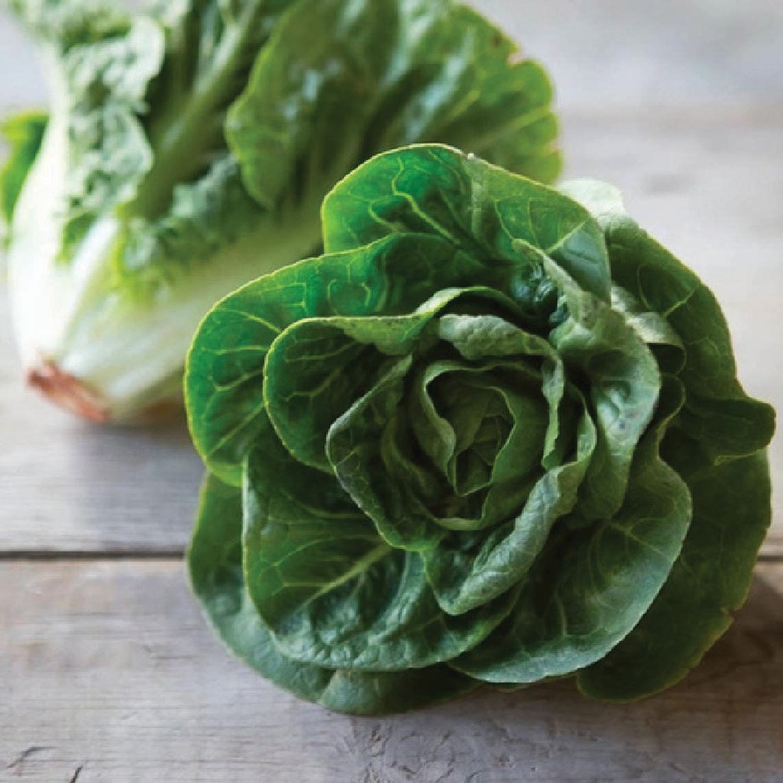 Little Gem Butterhead Lettuce by MIgardener