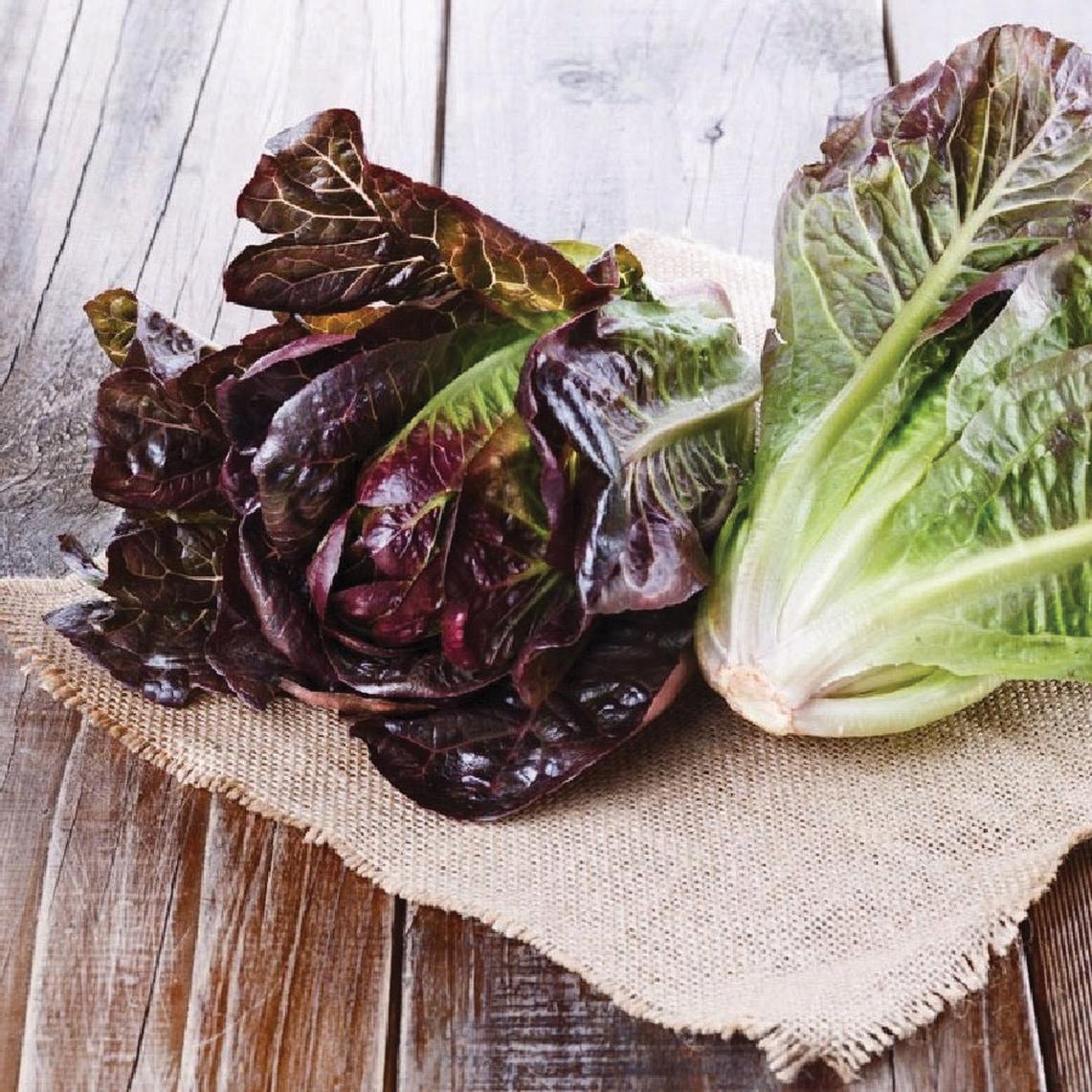 Red Romaine Lettuce by MIgardener