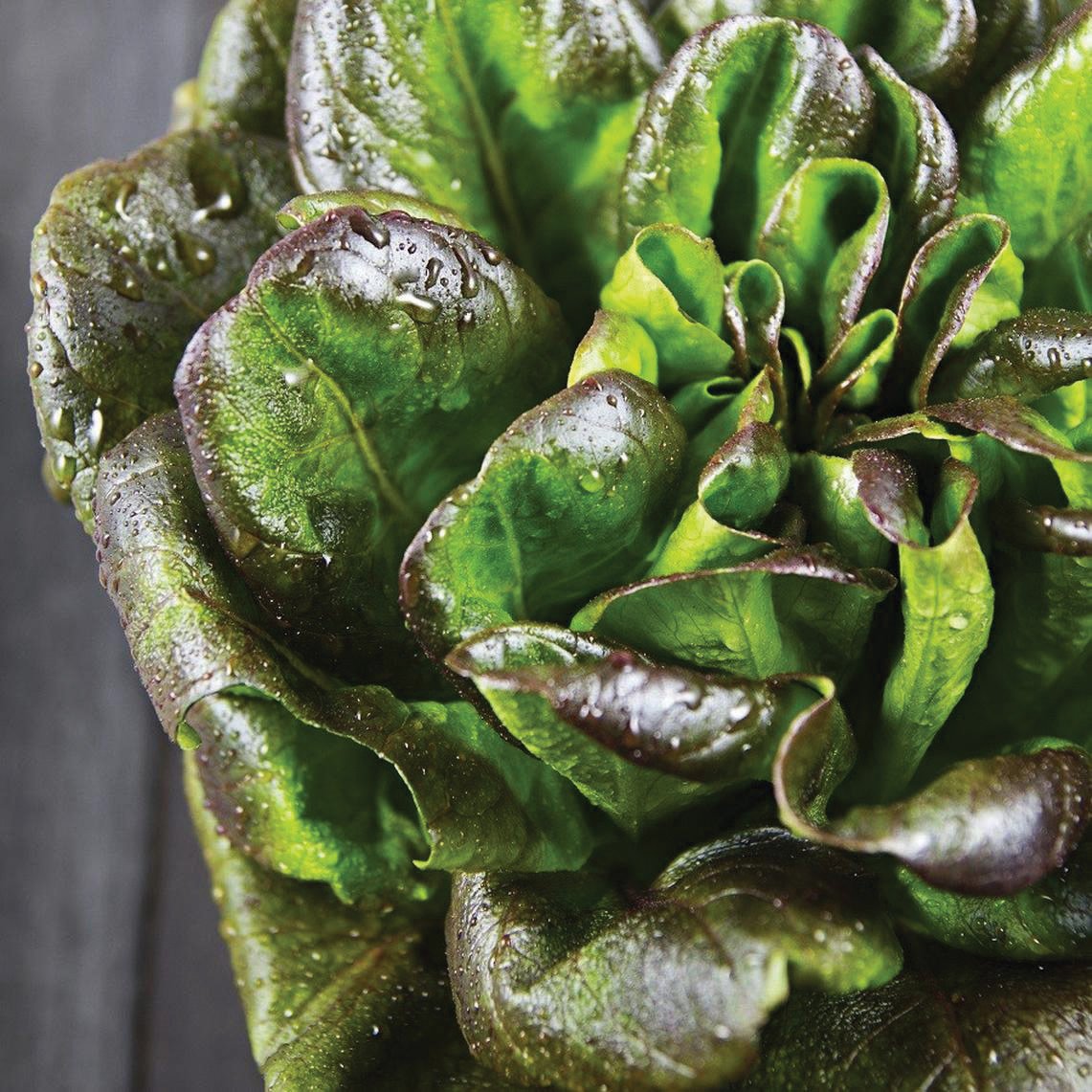 Bronze Mignonette Lettuce by MIgardener