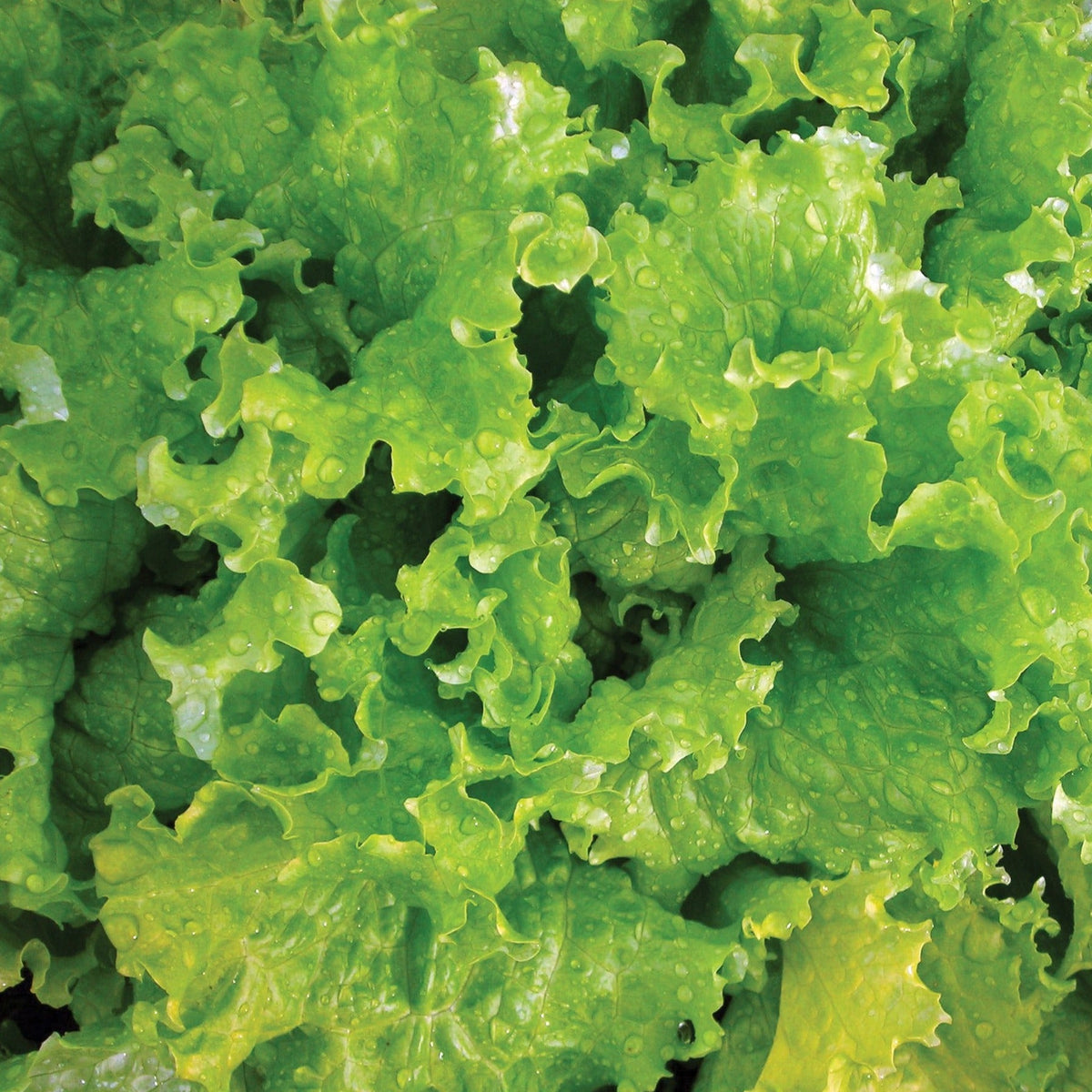 Slobolt Lettuce by MIgardener