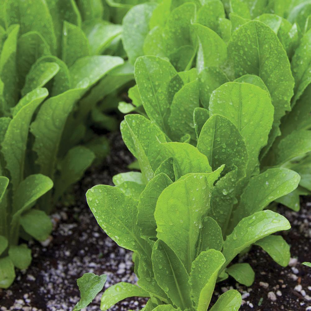Parris Island Cos Romaine Lettuce by MIgardener
