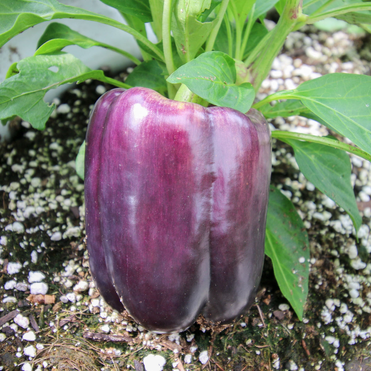 Lilac Bell Pepper by MIgardener