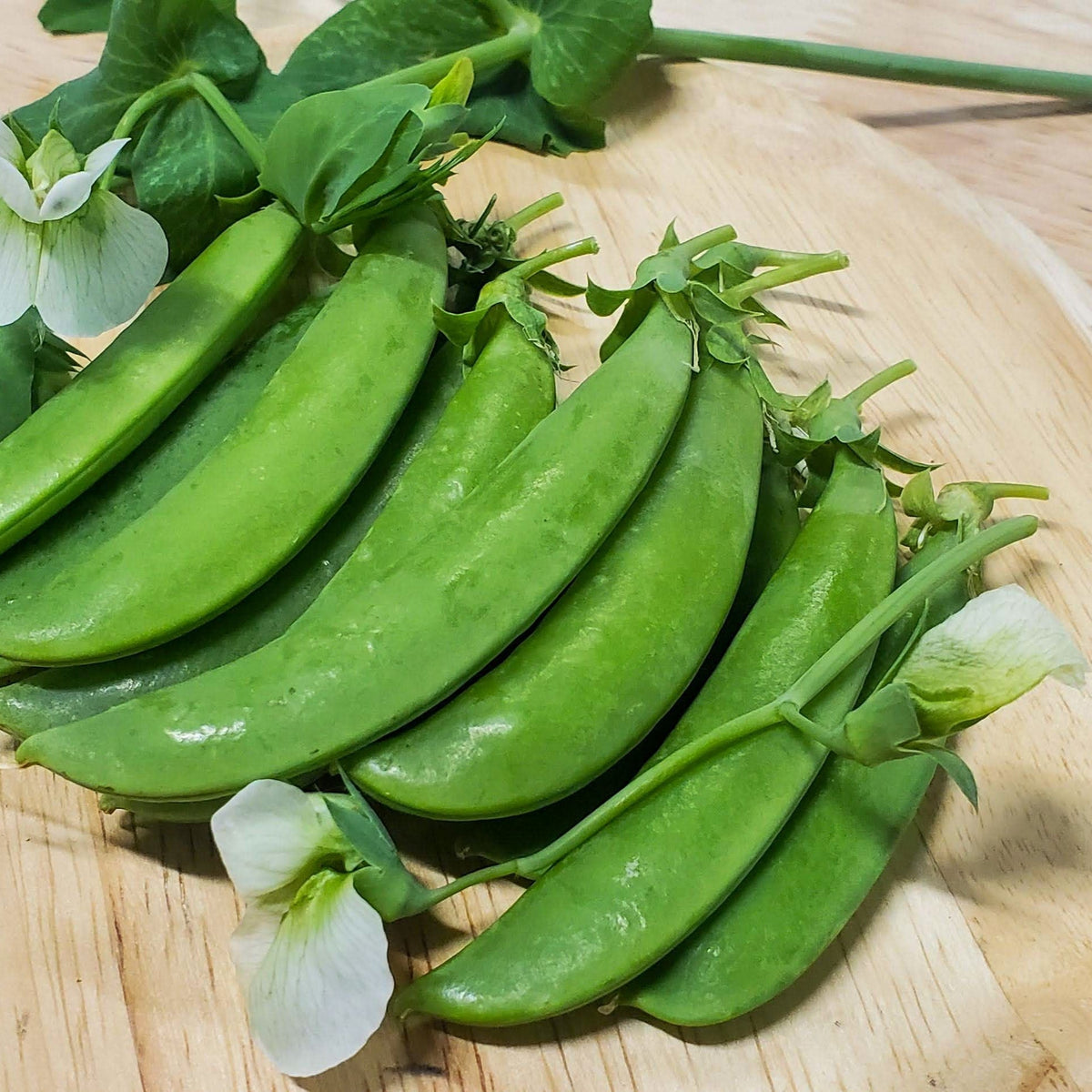 Sugar Snap Pea by MIgardener