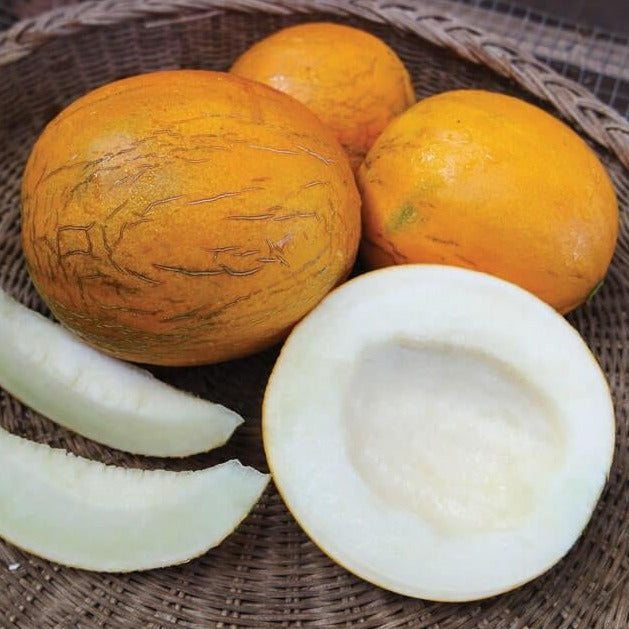 Kazakh Melon by MIgardener