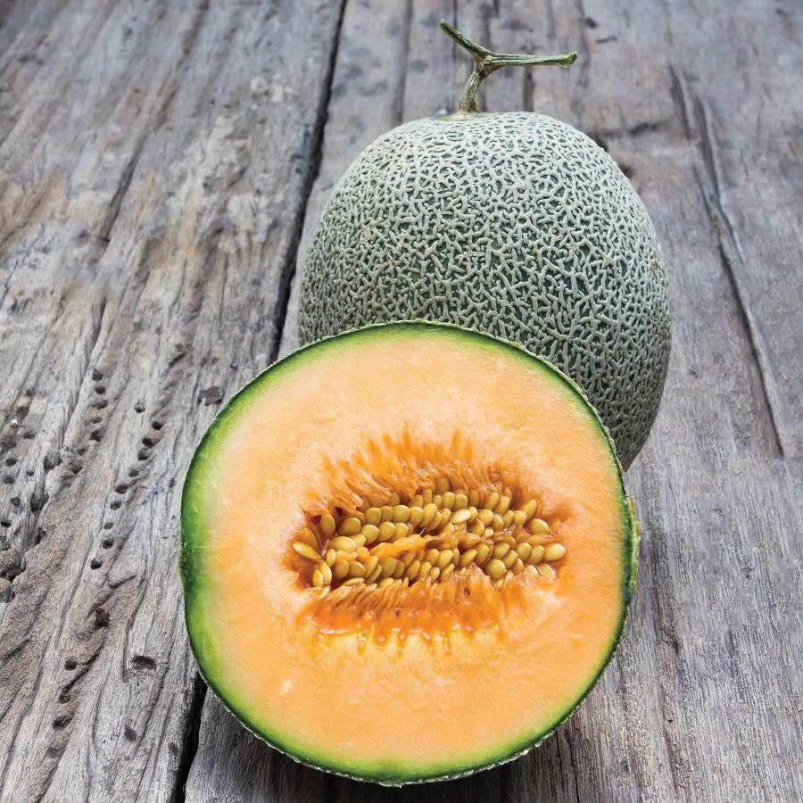 Edisto 47 Melon by MIgardener