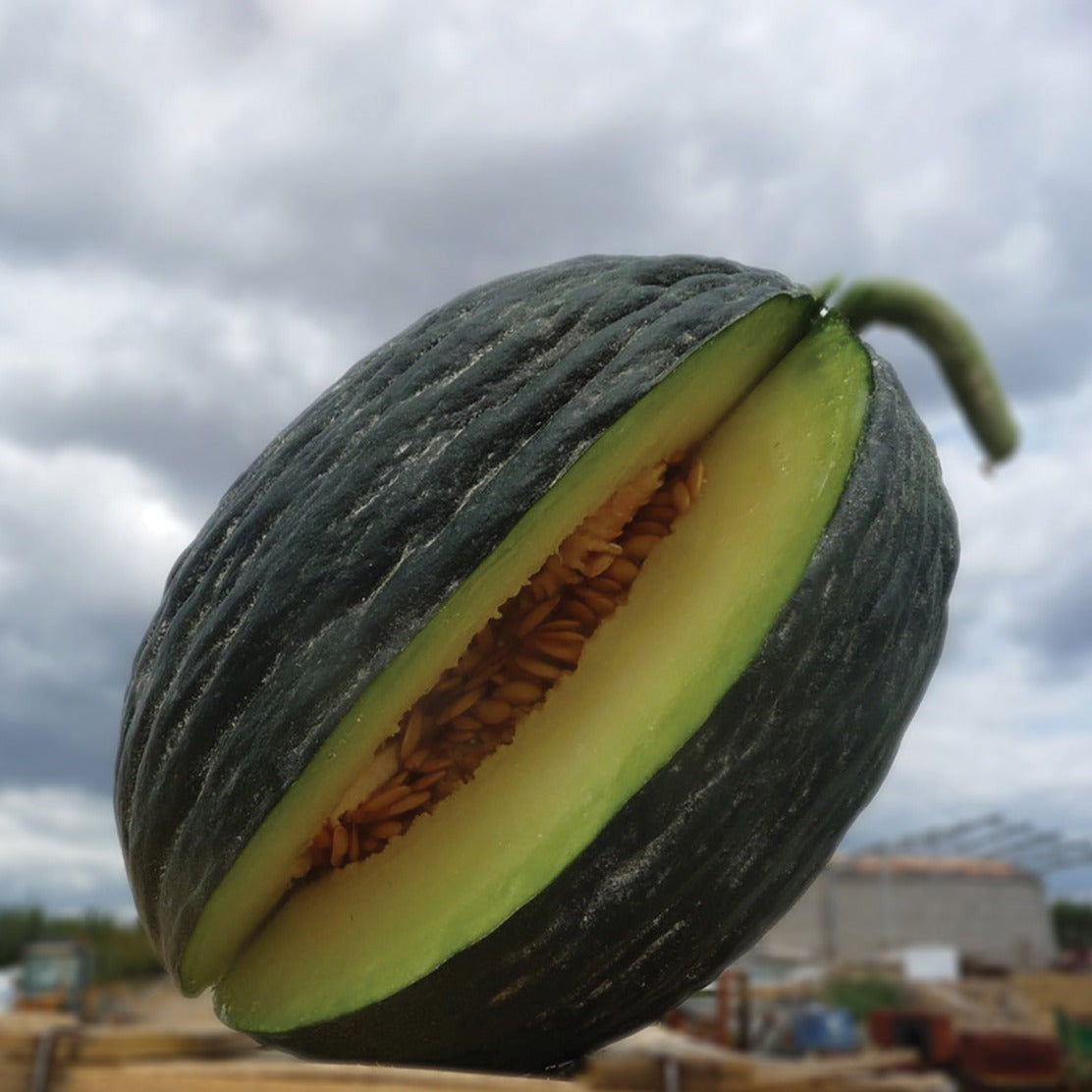 Tendral Verde Tardif Melon by MIgardener