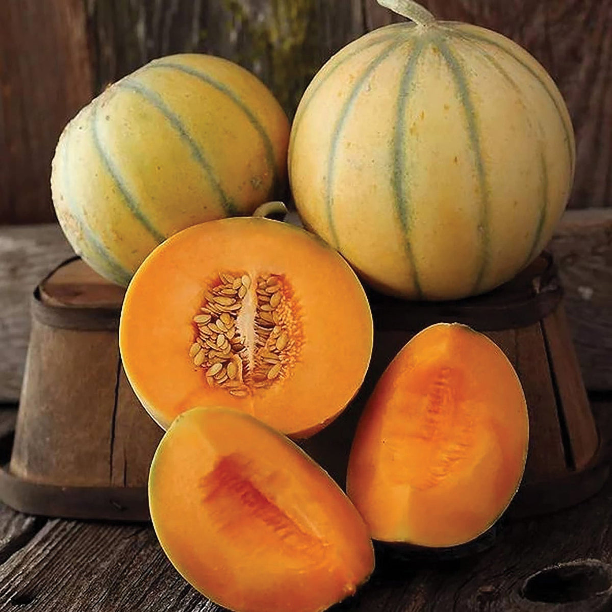 Charentais Melon by MIgardener