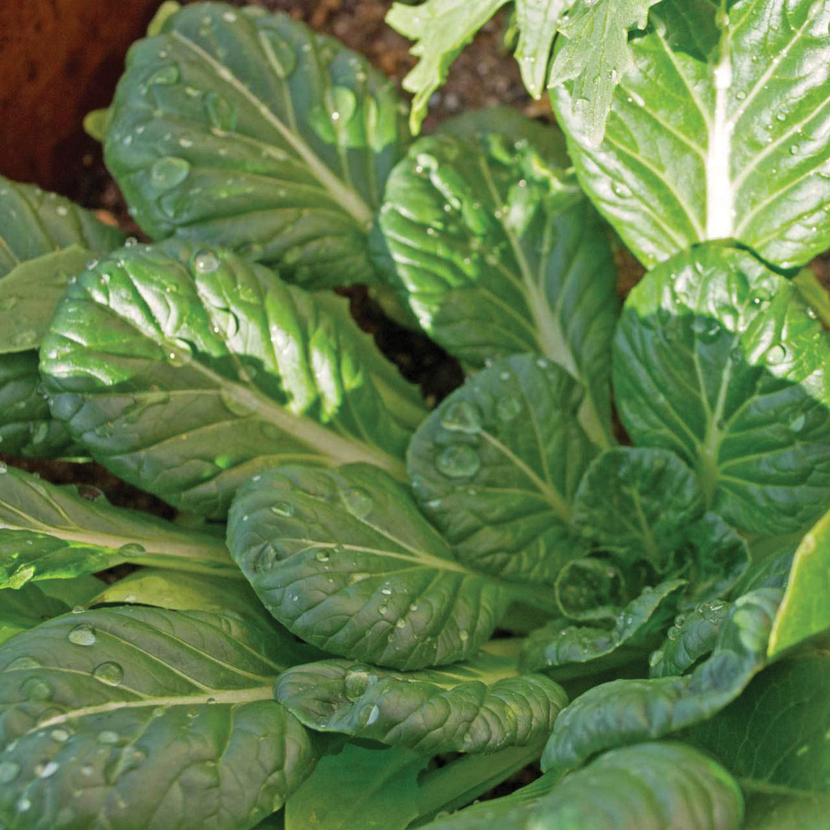 Tatsoi Mustard by MIgardener