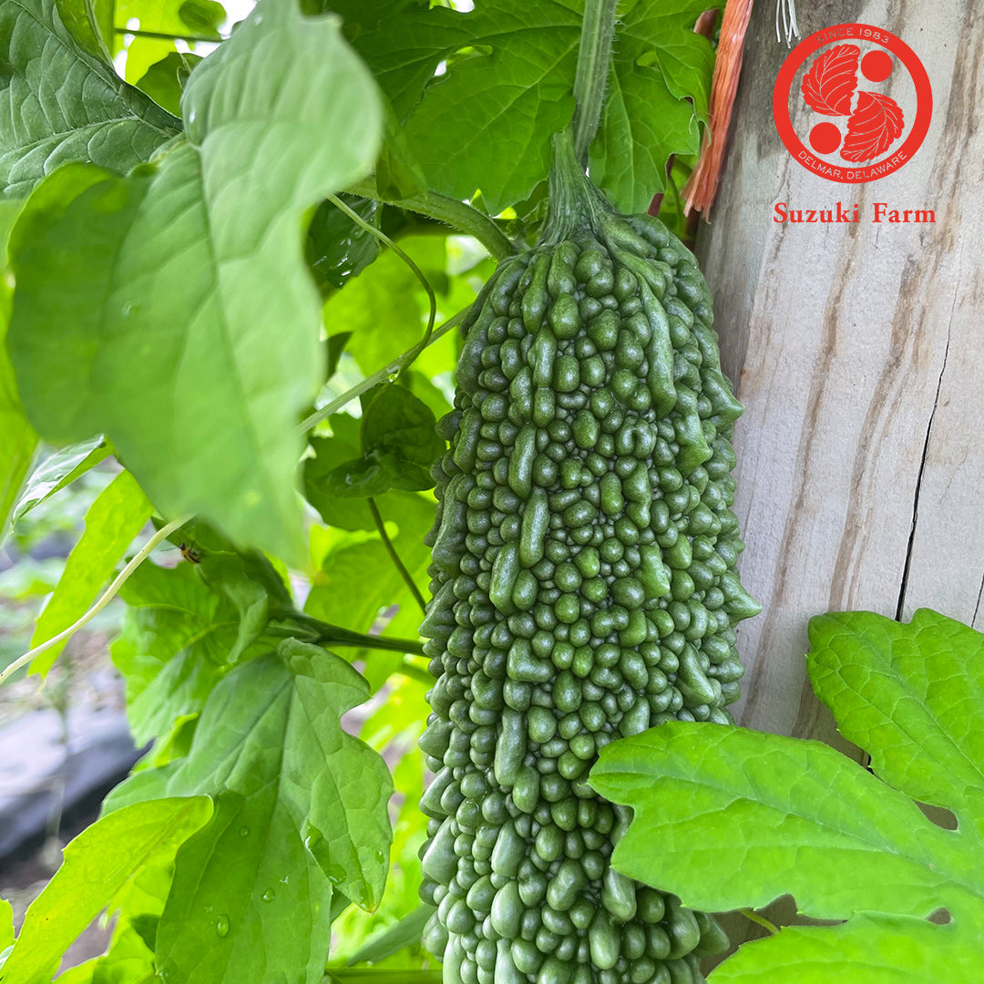 NIGAURI Bitter melon | Suzuki Farm | 1-2pc, image 3 of 3