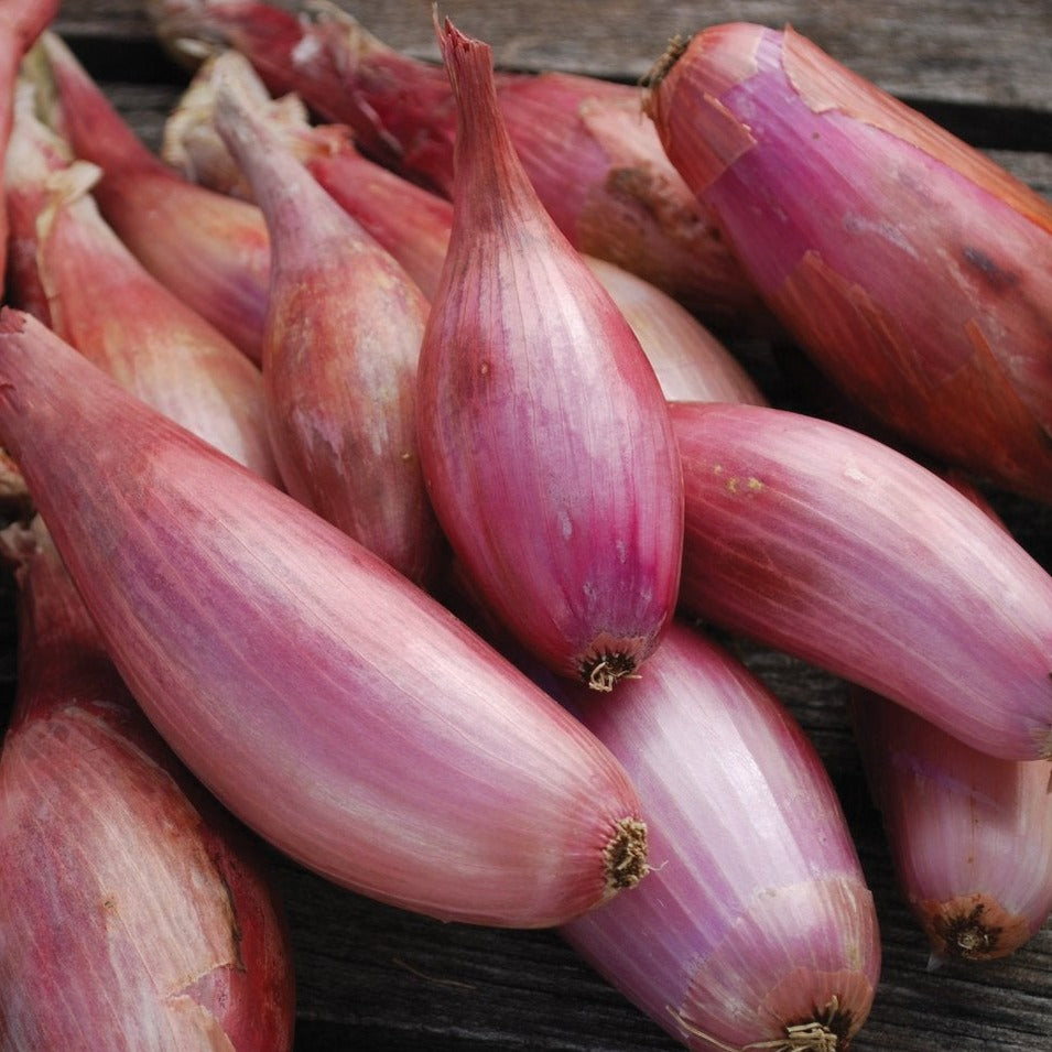 Zebrune Shallot by MIgardener