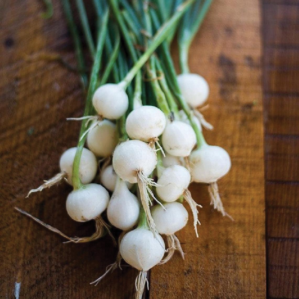 Crystal White Wax (Pickling) Onion by MIgardener