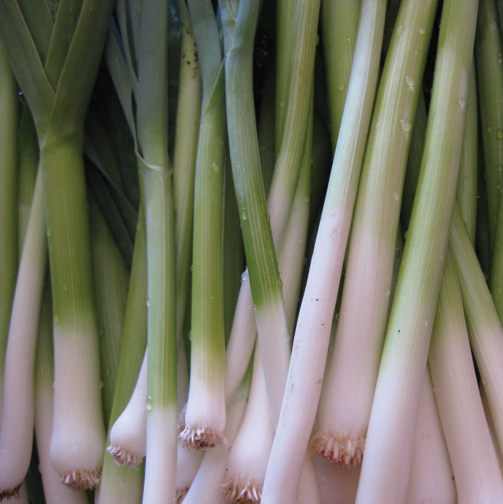 Tokyo Long White Bunching Onion by MIgardener
