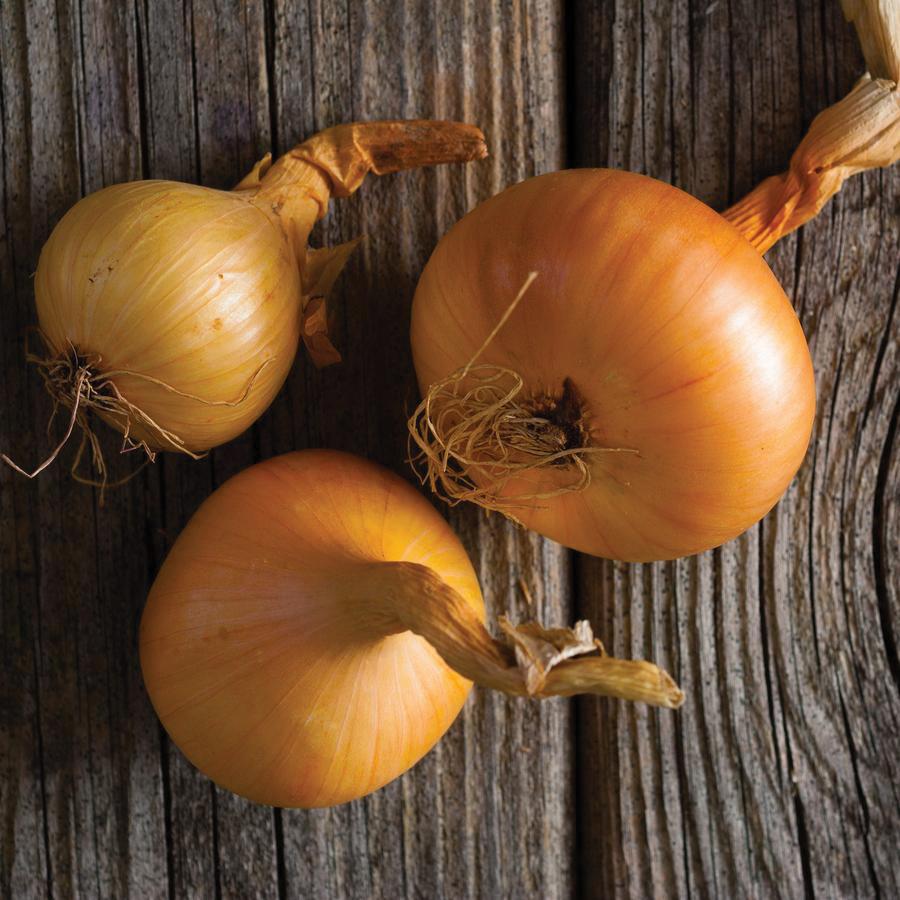 Utah Yellow Sweet Spanish Onion by MIgardener