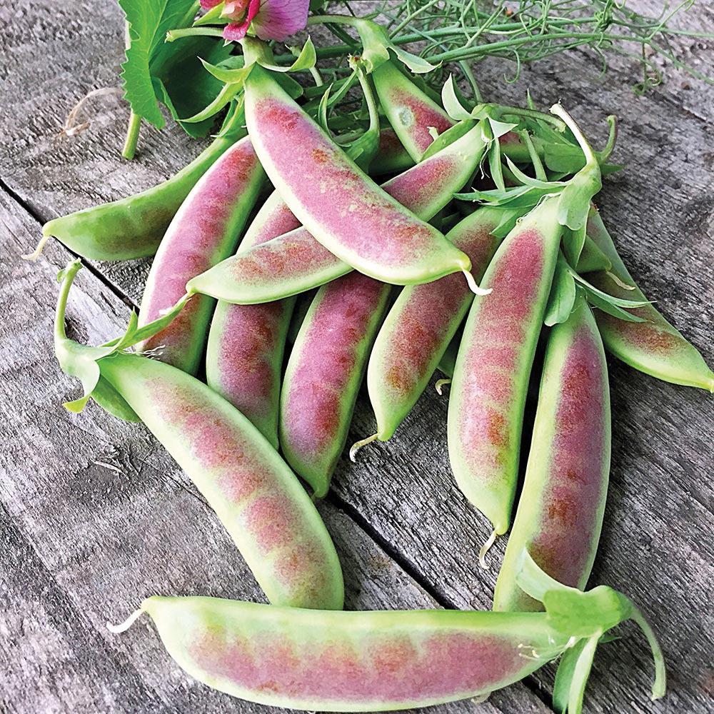 Spring Blush Pea by MIgardener