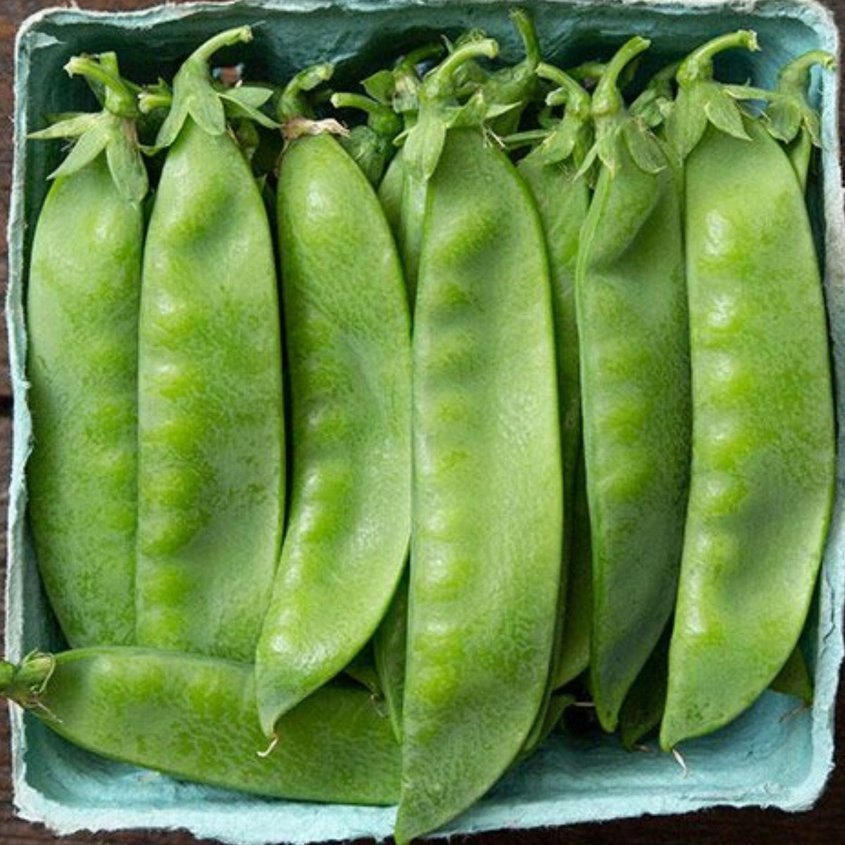 Avalanche Pea by MIgardener