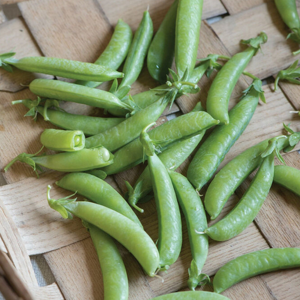 Sugar Anne Pea by MIgardener