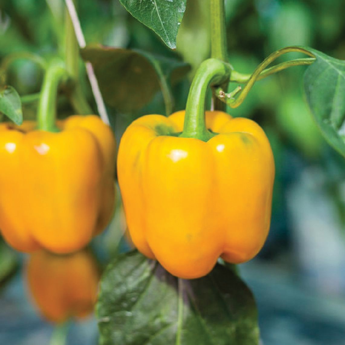 Golden Cal Wonder Bell Pepper by MIgardener