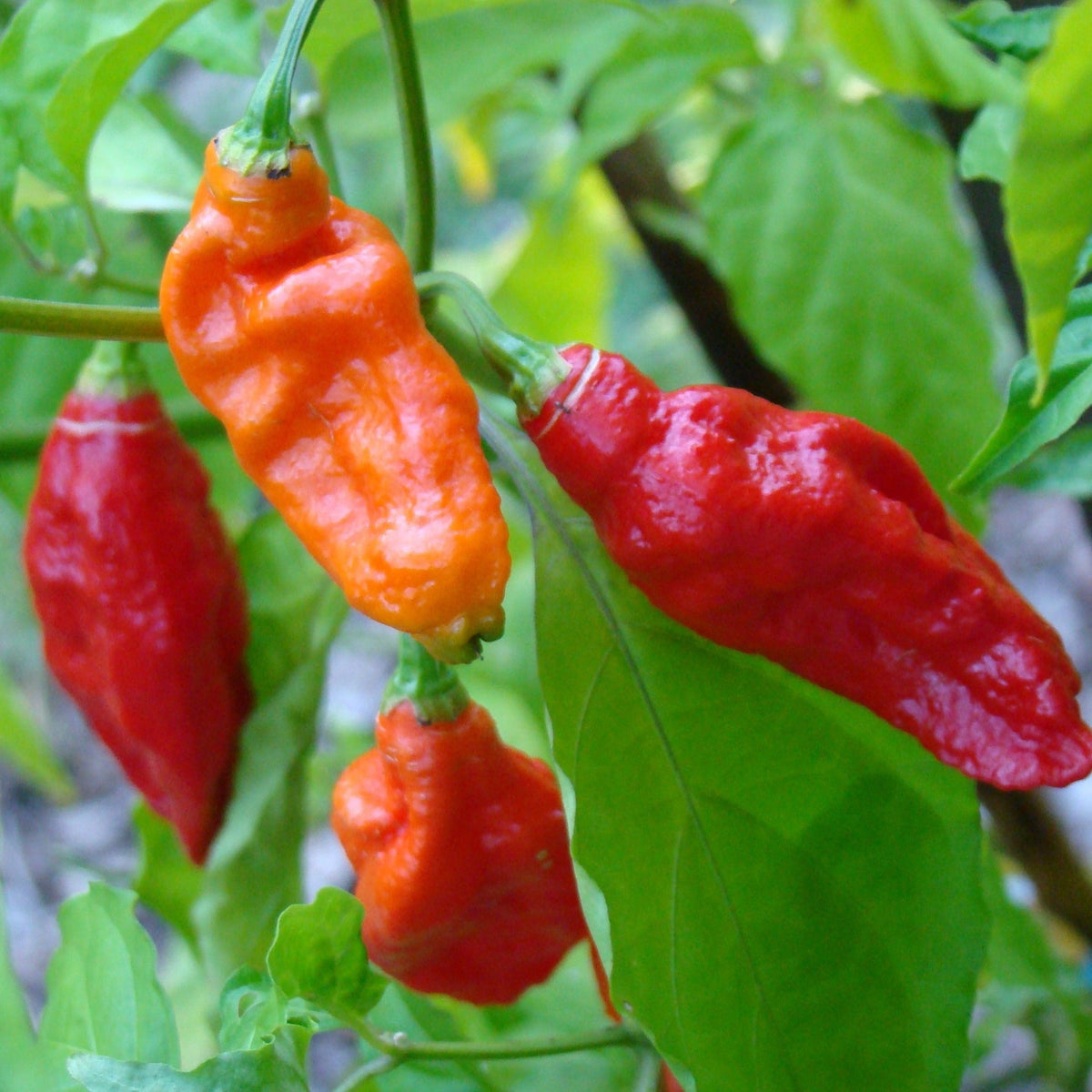Bhut Jolokia Ghost Pepper by MIgardener