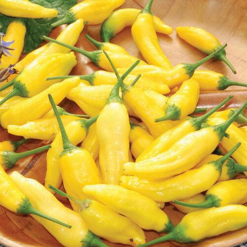 Lemon Drop Aji Pepper by MIgardener