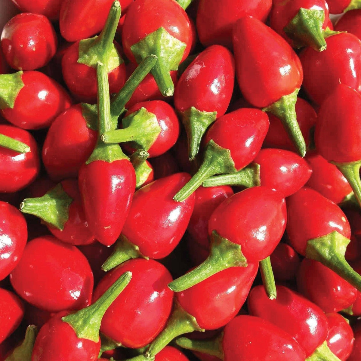 Chiltepin Pepper by MIgardener
