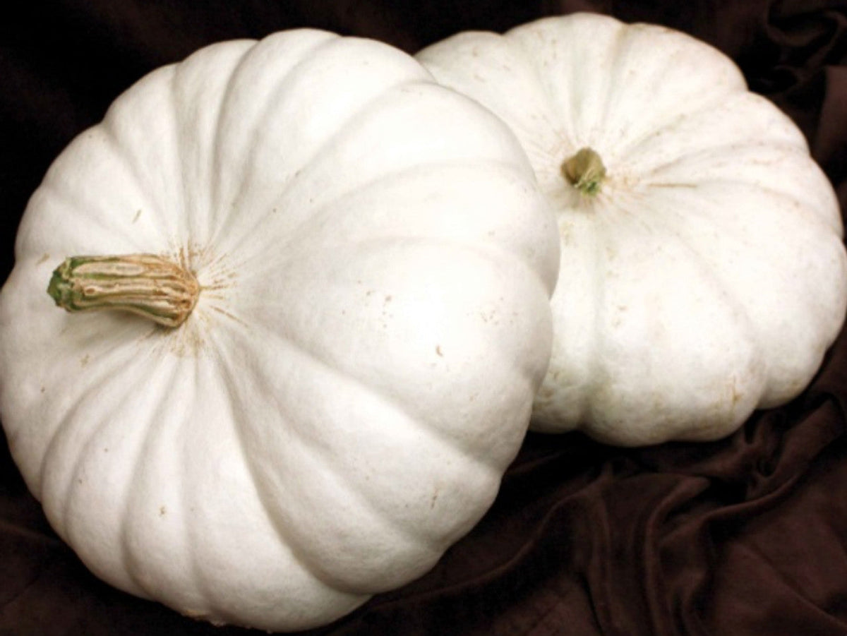 White Flat Boer Pumpkin by MIgardener