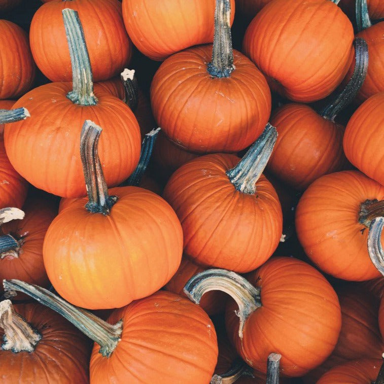 Sugar Pie Pumpkin by MIgardener
