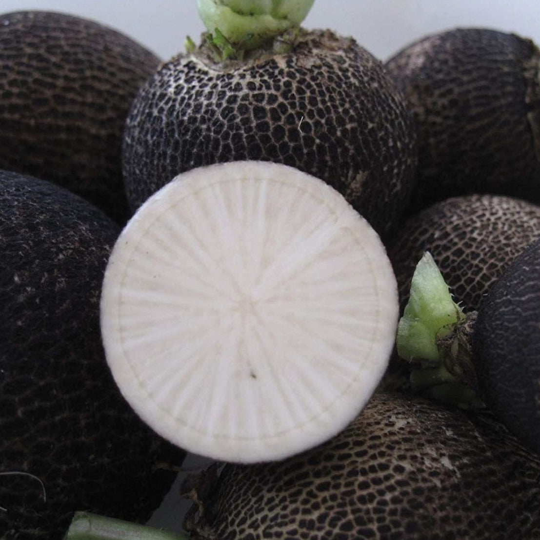 Black Spanish Radish by MIgardener