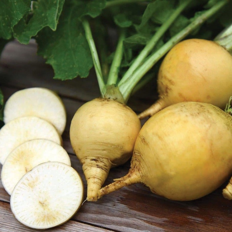 Golden Ball Turnip by MIgardener