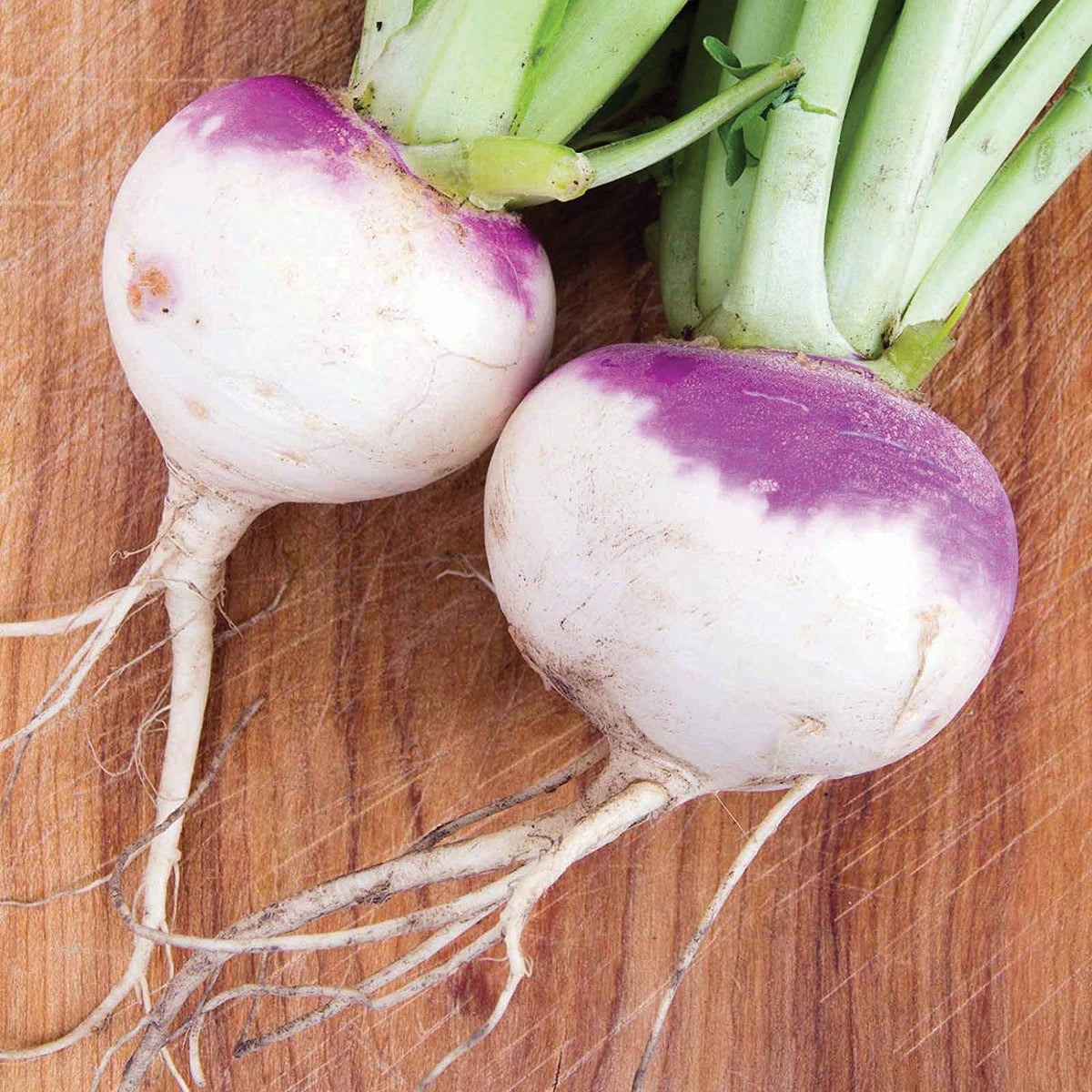American Purple Top Rutabaga by MIgardener