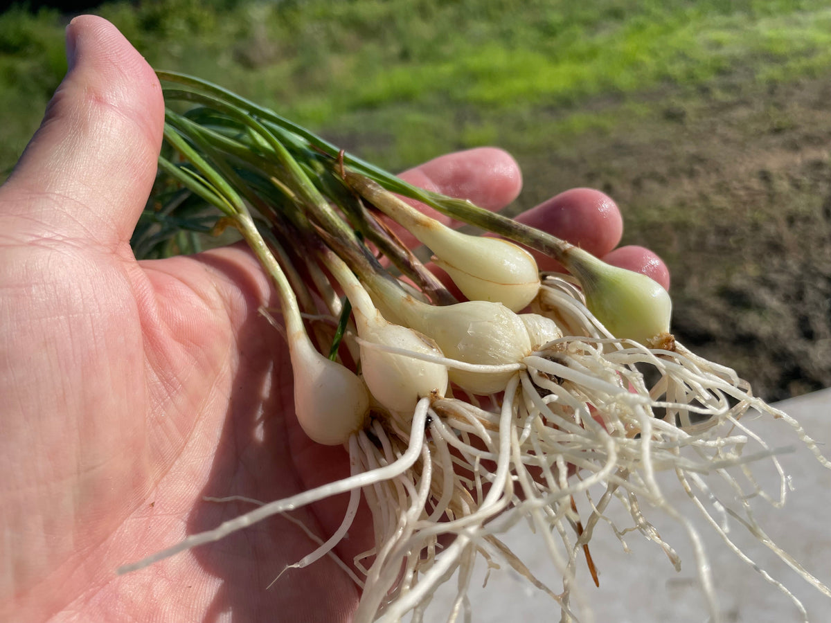 RAKKYO, Scallion for pickles | Suzuki Farm | 1 bunch, image 6 of 6