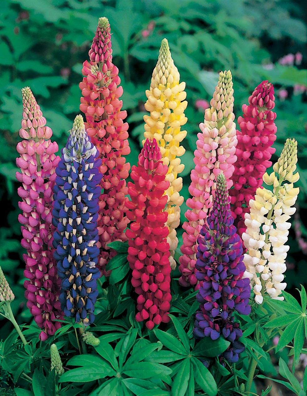 Russell Series Mix Lupine Flower Seeds by Papaws Garden Supply