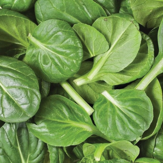 American Spinach by MIgardener