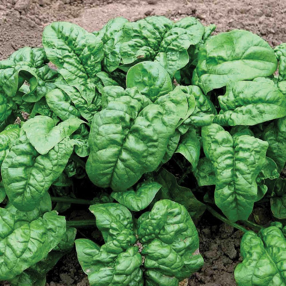 Giant Nobel Spinach by MIgardener