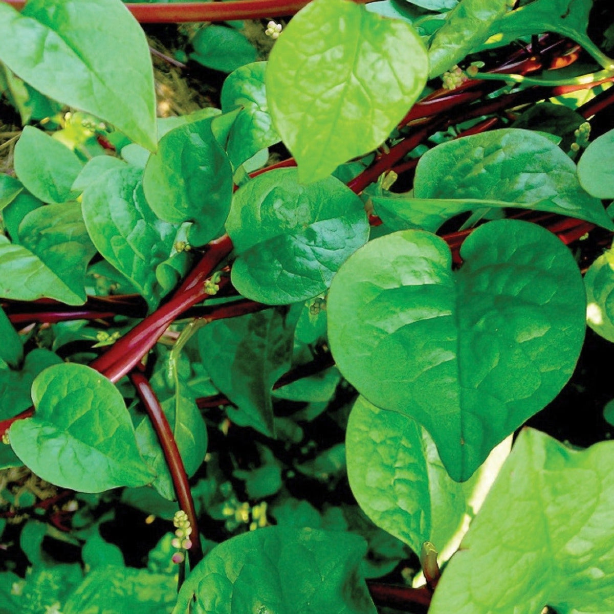 Red Malabar Spinach by MIgardener