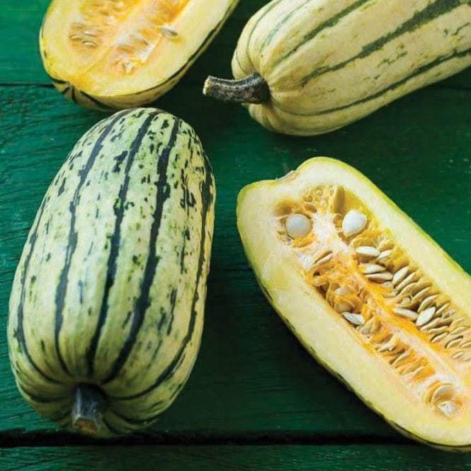 Delicata Squash by MIgardener