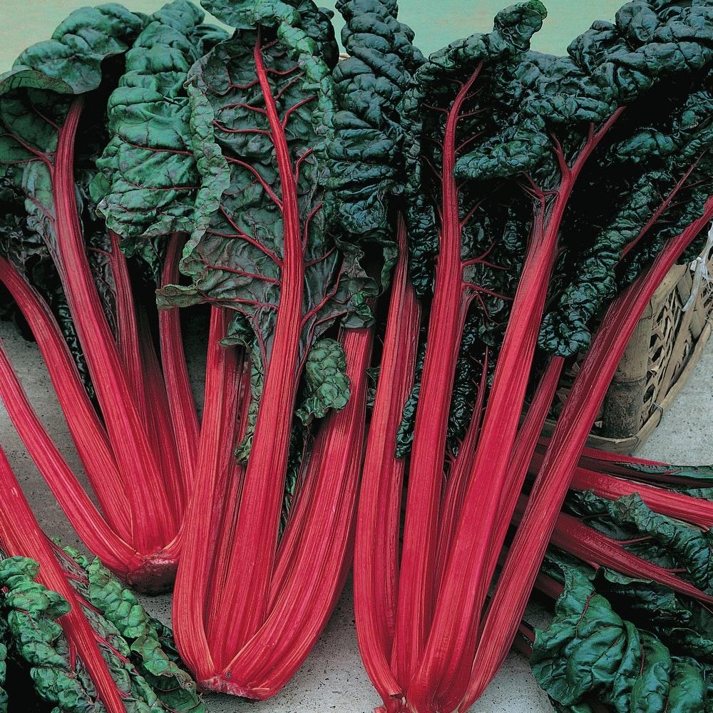 Ruby Red Swiss Chard by MIgardener
